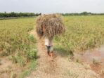 Petani-petani Indonesia Didorong Mengadopsi Kecerdasan Buatan dengan Jumlah Mencapai 62 Juta