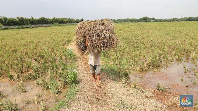 Petani-petani Indonesia Didorong Mengadopsi Kecerdasan Buatan dengan Jumlah Mencapai 62 Juta