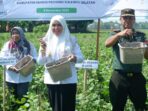 Pemerintah Kabupaten Maros Mengadakan Acara Panen Raya Kacang Ijo sebagai Upaya Mengatasi Dampak El Nino