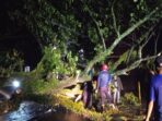 Pohon Besar Tumbang dan Menutup Jalan akibat Hujan Deras dan Angin Kencang di Ciomas Bogor