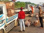 Mobil Pikap Menabrak dan Terguling di Tol Jagorawi, Membawa Puluhan Babi