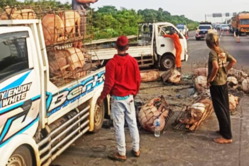 Mobil Pikap Menabrak dan Terguling di Tol Jagorawi, Membawa Puluhan Babi