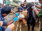 Pemeriksaan Hewan Kurban Digenjot oleh Pemrov Jakarta Menjelang Iduladha