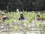 Penanaman 2.500 Mangrove di Pesisir Muara Gembong Bekasi untuk Menghadapi Perubahan Iklim dan Abrasi