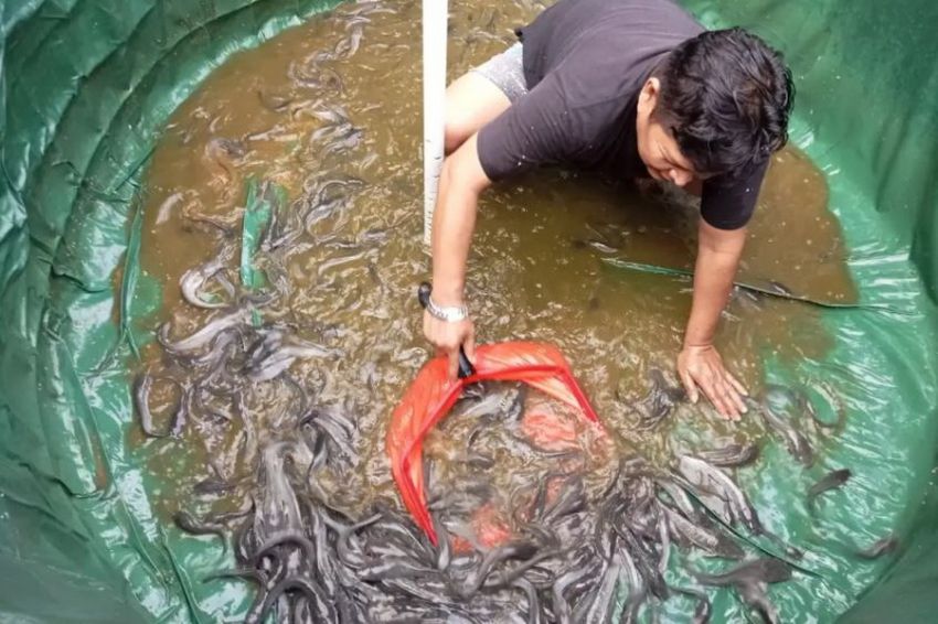 Budidaya Ikan Bioflok: Solusi Warga Depok untuk Membangun Ketahanan Pangan di Perkotaan