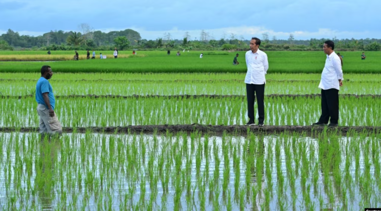 Aktivis Papua Mendorong Penghentian Proyek Satu Juta Hektar Sawah di Merauke